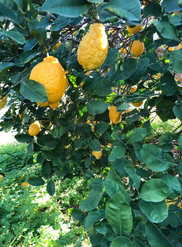 Cedri Zitronatzitrone