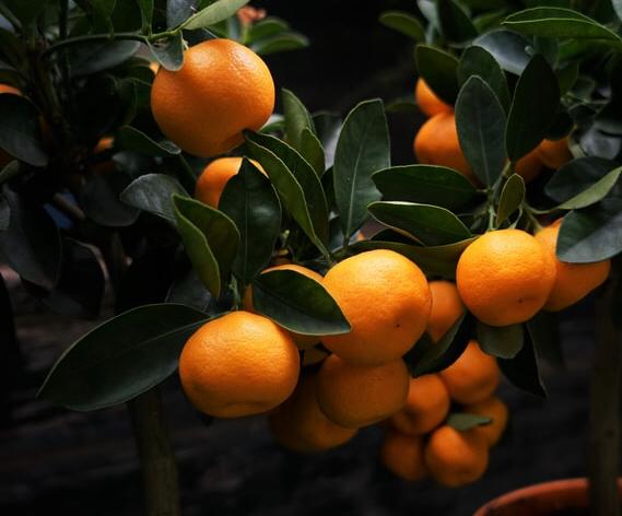 Mandarinen