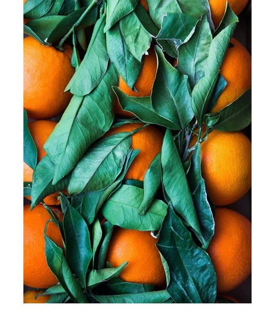 Orangen Washington Navel (Paketversand)