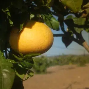 Sizilianische Grapefruit